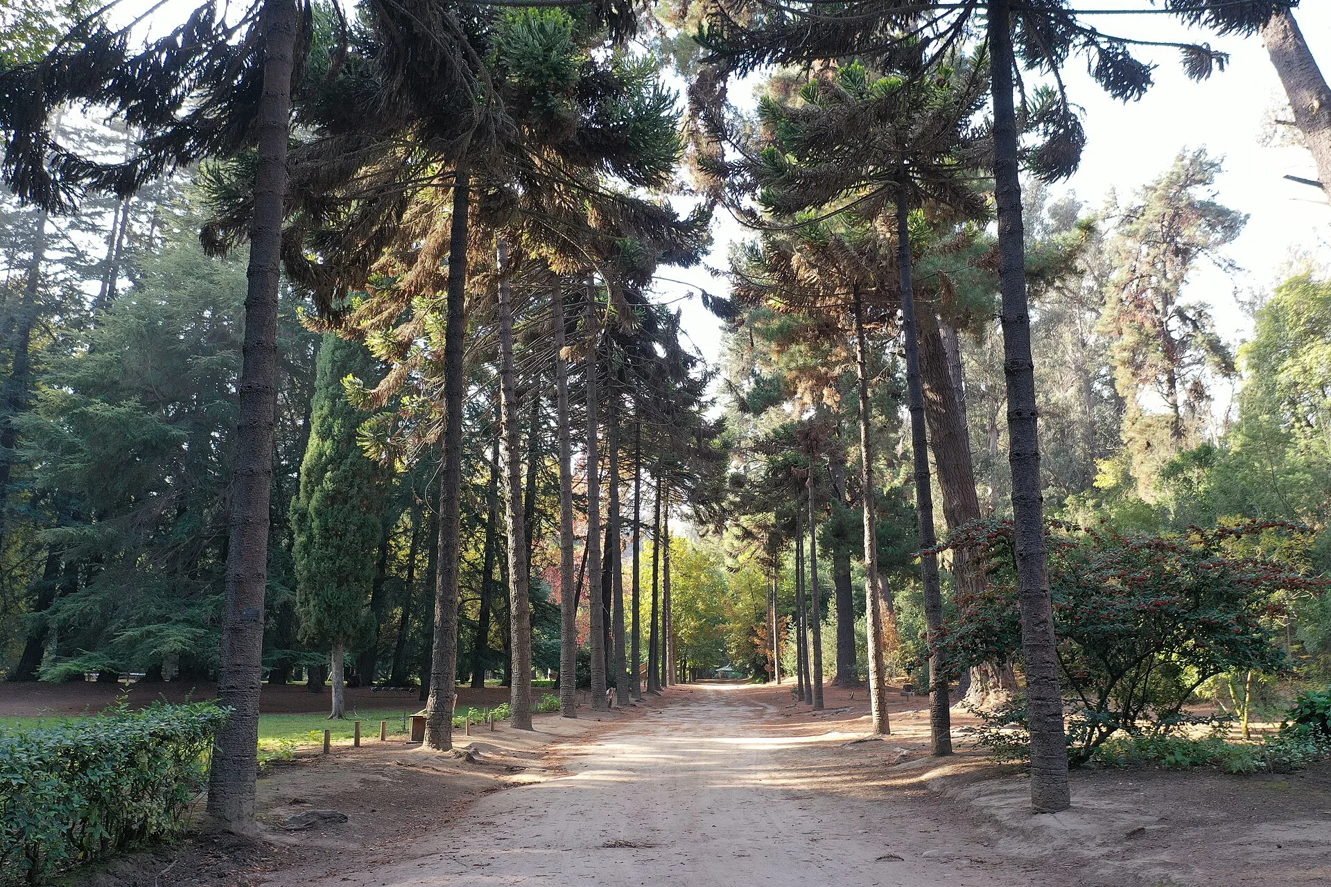 Araucarias en el Jardín Botánico Nacional de Viña del Mar